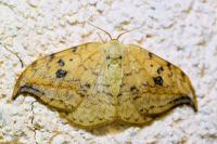 Drepana falcataria