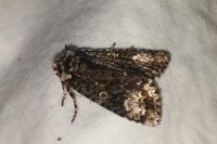 Craniophora ligustri
