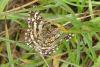 Chiasmia clathrata
