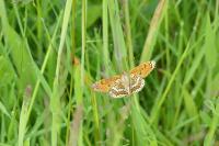 Melitaea cinxia