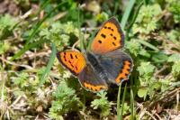 Lycaena phlaeas
