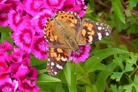 Vanessa cardui