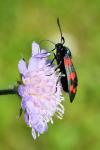 Zygaena filipendulae