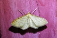 Idaea humiliata