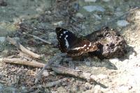 Apatura iris