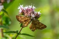 Ematurga atomaria