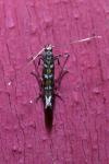 Parectopa ononidis