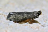 Eccopisa effractella