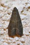 Eccopisa effractella