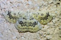 Cyclophora annularia