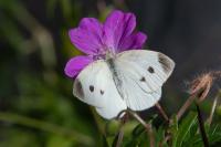 Pieris rapae