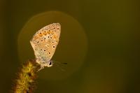 Polyommatus icarus