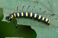 Acronicta alni