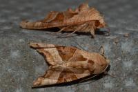Phlogophora meticulosa