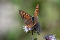 Lycaena phlaeas
