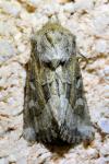 Luperina dumerilii