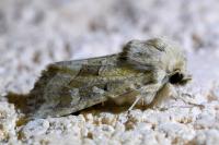Luperina dumerilii