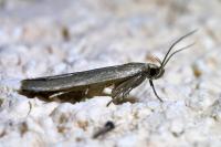 Acompsia cinerella