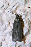 Acompsia cinerella