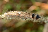 Dendrolimus pini