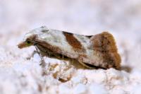 Falseuncaria ruficiliana