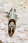 Falseuncaria ruficiliana
