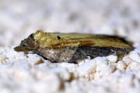 Acleris hastiana