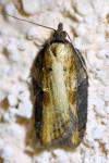 Acleris hastiana