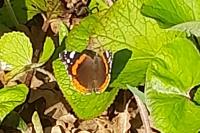 Vanessa atalanta