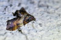 Earophila badiata