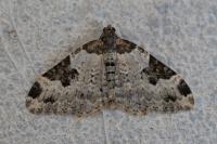 Xanthorhoe fluctuata