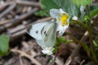 Pieris rapae