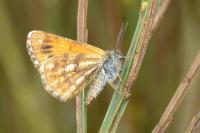 Isturgia famula