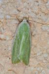 Earias clorana