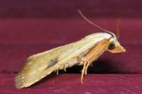 Rivula sericealis