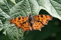 Polygonia c-album
