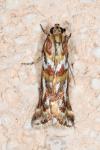 Acrobasis porphyrella