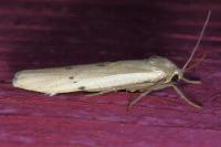 Pelosia muscerda