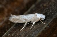 Paraswammerdamia albicapitella