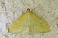 Sitochroa verticalis