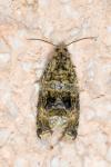 Celypha lacunana