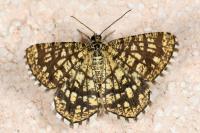 Chiasmia clathrata