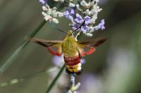 Hemaris fuciformis