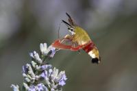 Hemaris fuciformis