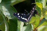 Limenitis reducta