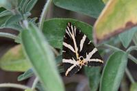 Euplagia quadripunctaria