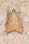 Antigastra catalaunalis