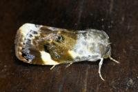 Acontia lucida