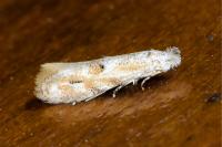 Bucculatrix bechsteinella