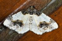 Ligdia adustata